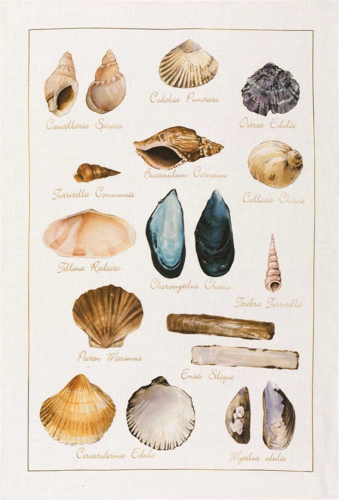 Tessitura Toscana Telerie, “La Mer - Conchiglie”, Pure linen printed tea towel.