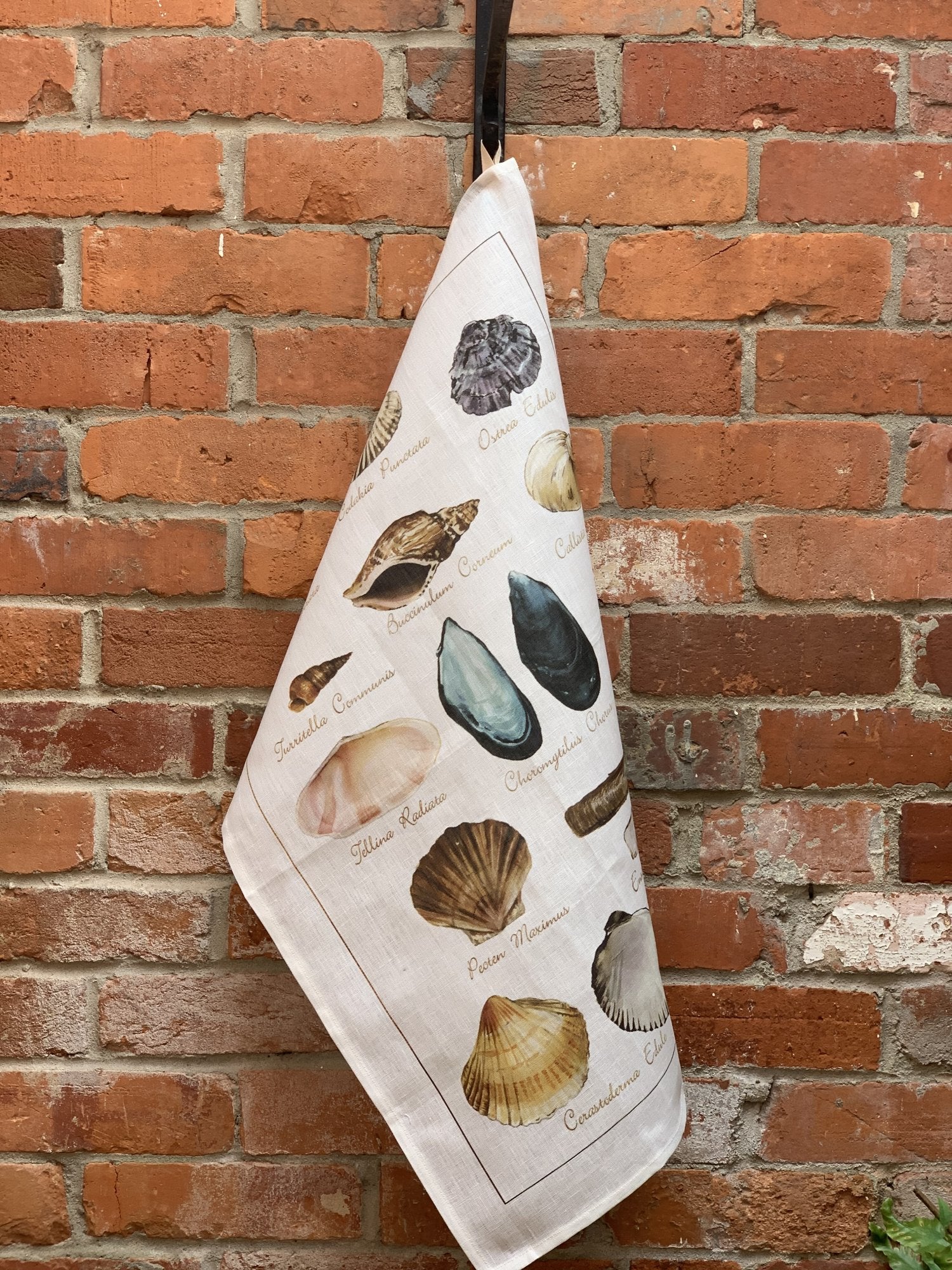 Tessitura Toscana Telerie, “La Mer - Conchiglie”, Pure linen printed tea towel. - Home Landing