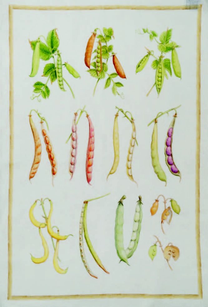 Tessitura Toscana Telerie, “Vegan - Fagioli”, Pure linen printed tea towel